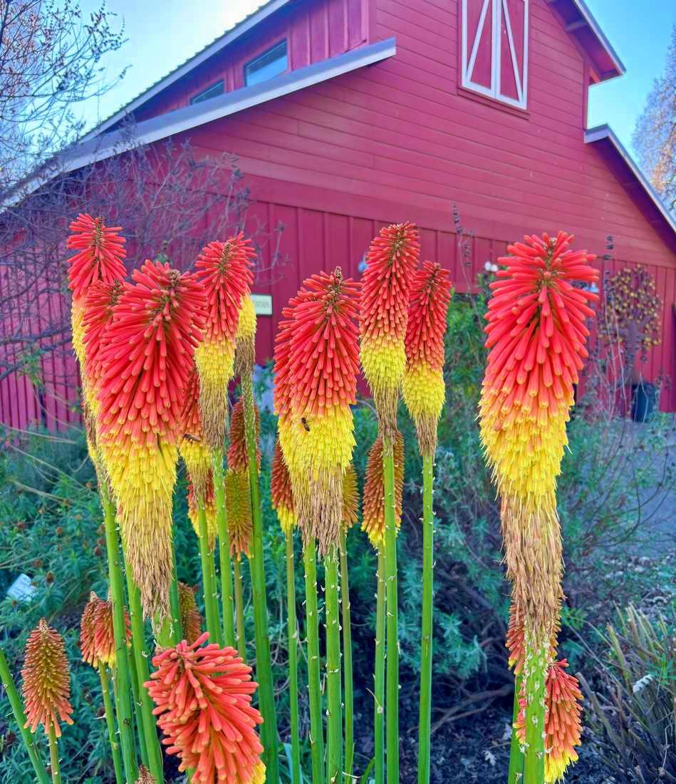 flowers by the Visitor Center