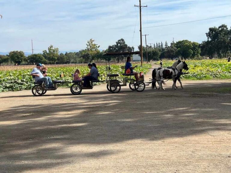 horse-buggy-tour